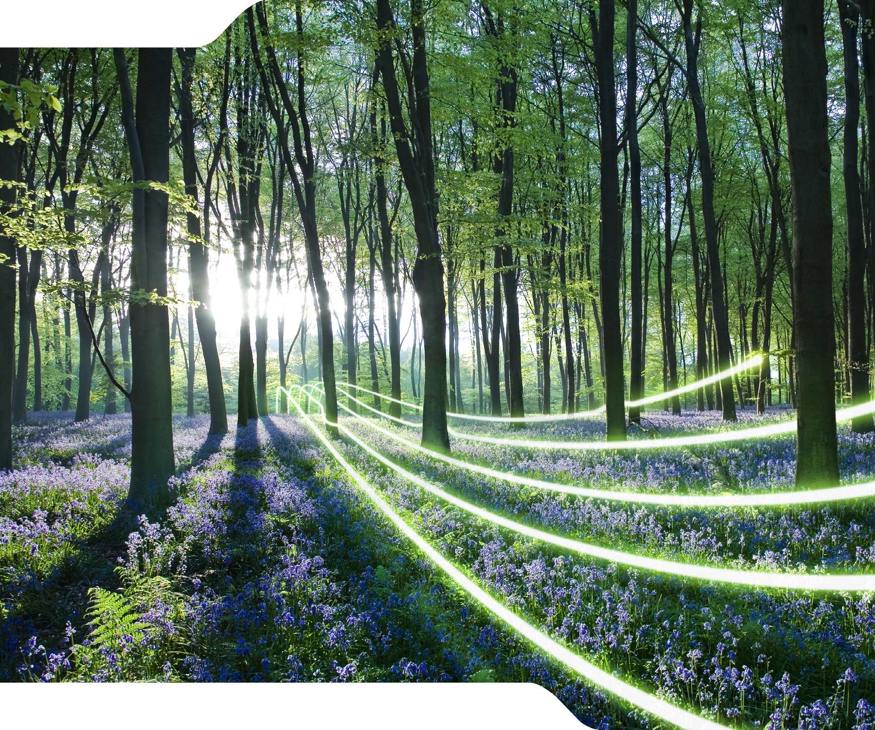 Dawn forest light, carpet of bluebells at Micheldever Forest, Hampshire