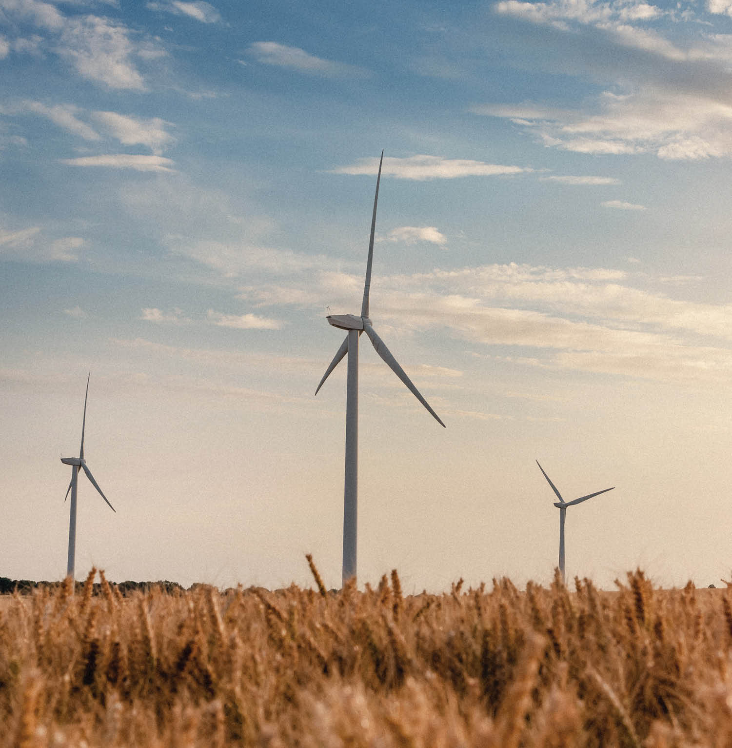 A field of tall grass with windmills in the background. Description generated by AI