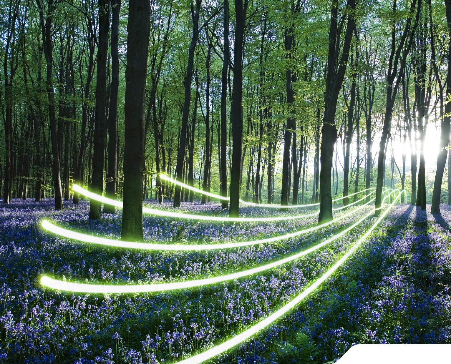 Dawn forest light, carpet of bluebells at Micheldever Forest, Hampshire